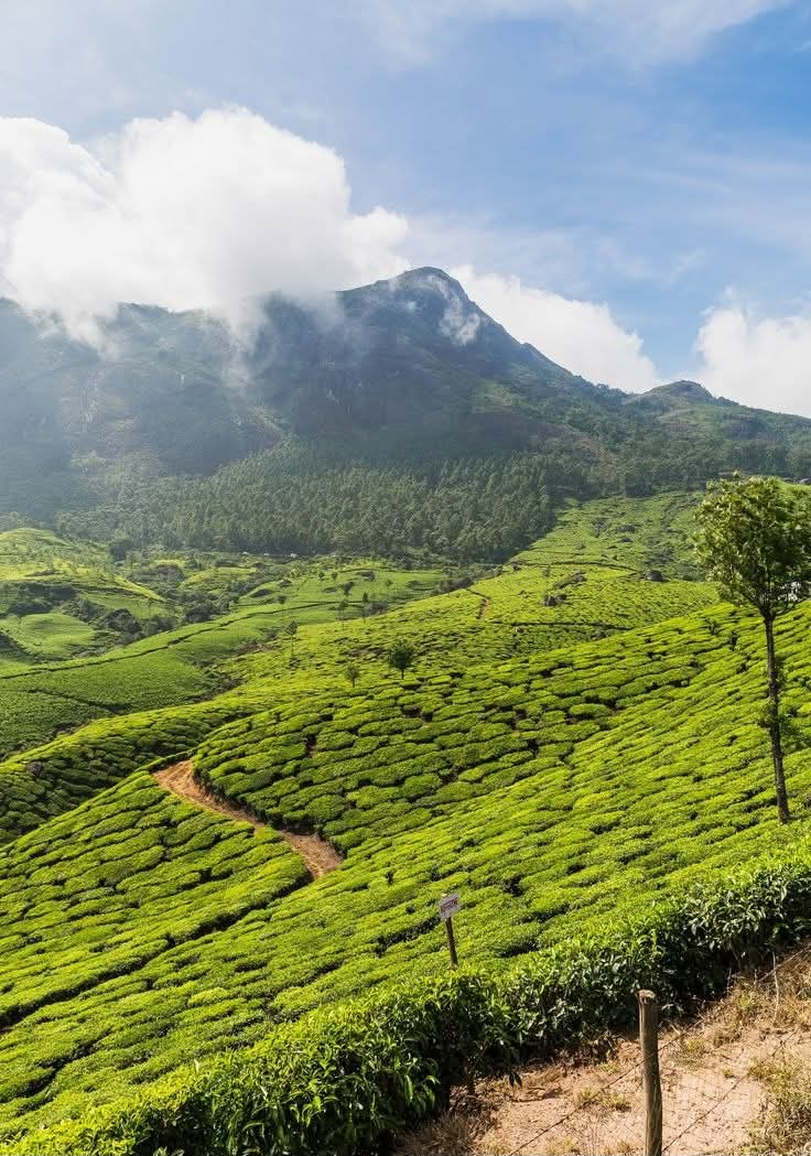 Ceylon Tea Plantations